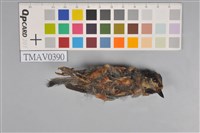 藏品(赤腹山雀)的圖片